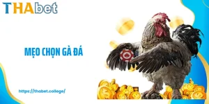 Mẹo Chọn Gà Đá